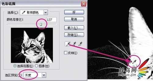 photoshop利用通道为猫咪画面选出主体