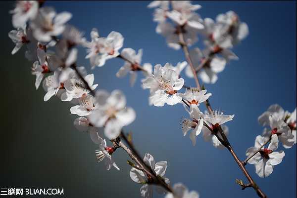 春季摄影七招巧拍树上花实例教程