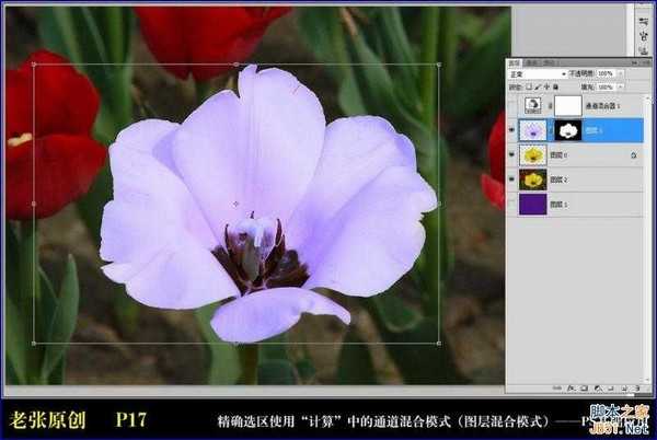 Photoshop通过计算命令无限改变花的颜色图文教程